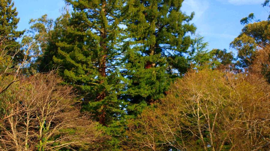 SEQUOIAS DE MASSÓ. Especie: Sequoia sempervirens (D. Don) Endl. Altura: 50,30 metros. Edad: 90 años. ( Bueu, Pontevedra) Foto: Bernárdez