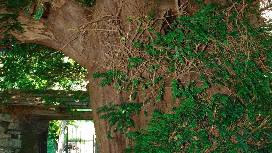 texios do cemiterio de noceda. Especie: Taxus baccata L. Altura: 7,90-15,50 metros. Edad: 300-400 años. (Lugo) Fotografía: Bernárdez