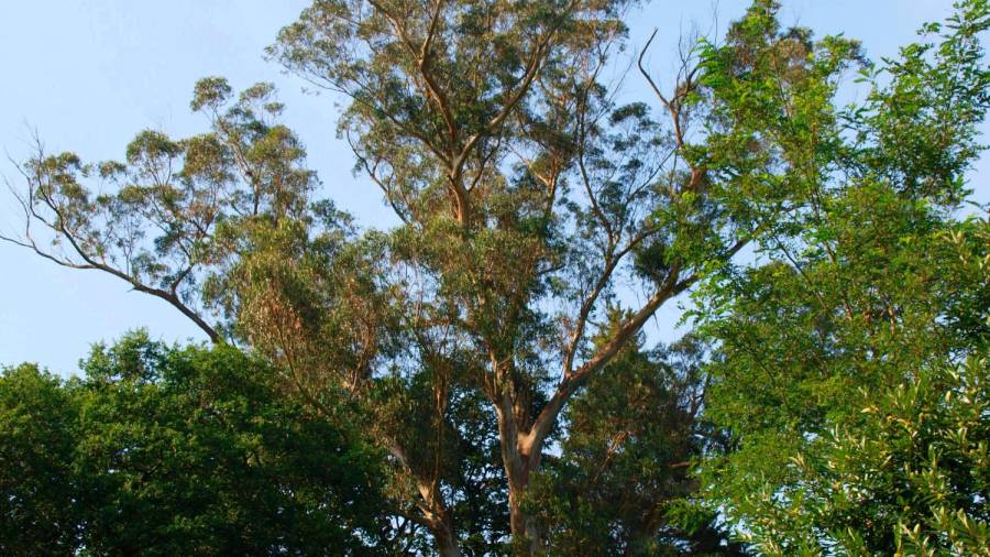 Eucalipto da casa de botana. Especie: Eucalyptus globulus Labill. Altura: 51,30 metros. Edad: 120 -140 años. (A Coruña) Foto: Bernárdez