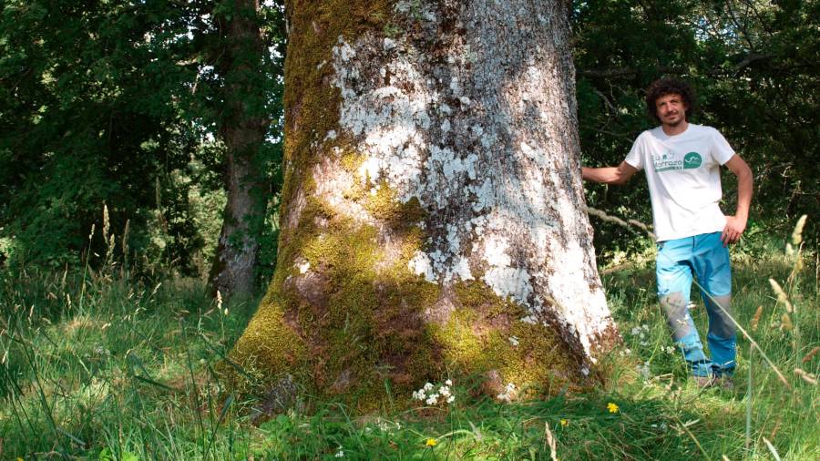 Carballo de santigoso. Especie: Quercus pyrenaica Will. Altura: 28,10 metros. Edad: 150-200 años. (Ourense) Fotografía: Bernárdez Villegas