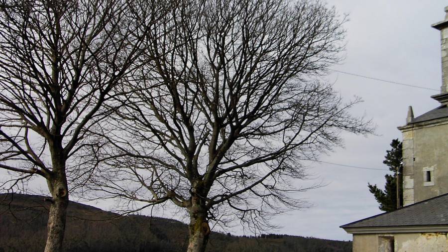 PRADARÍOS DA IGREXA DE MAÑÓN. Especie: Acer pseudoplatanus L. Altura: 15,80 metros. Edad: 125-150 años. (A Coruña) Foto: Bernárdez