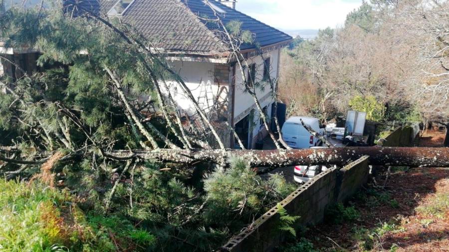 Gran árbol caído cerca de una casa a causa del ‘Hortense’ en Redondela. Foto: Marta Vázquez