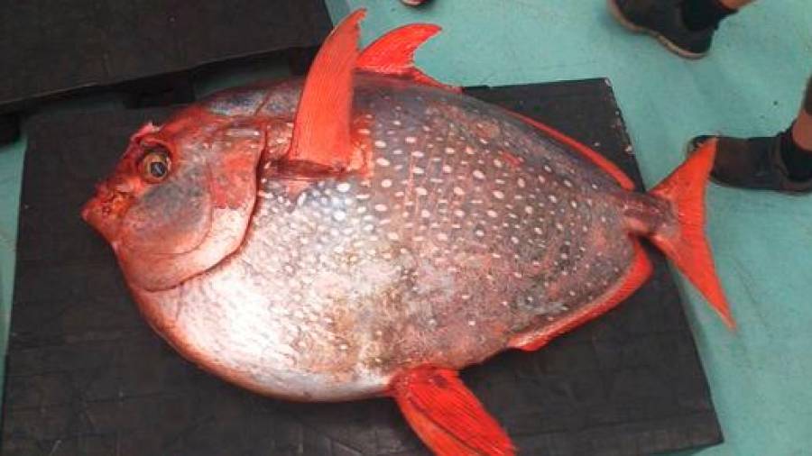 Luna REAL. Ejemplar de 75 kilos; es el único pez de sangre caliente y produce el calor corporal con el aleteo. Fotos: L.R.