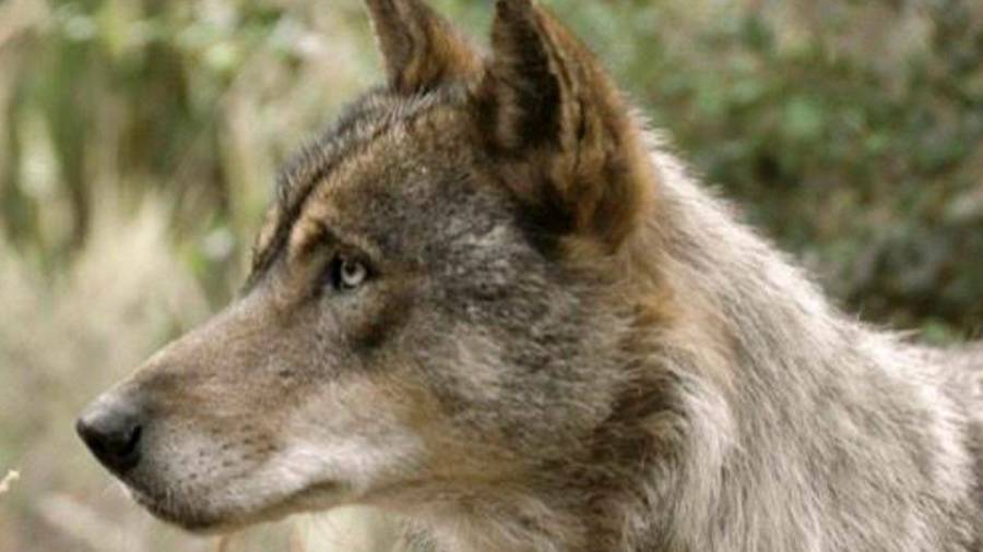 Preocupación en la comarca de Ortegal por los continuos ataques de lobos al ganado