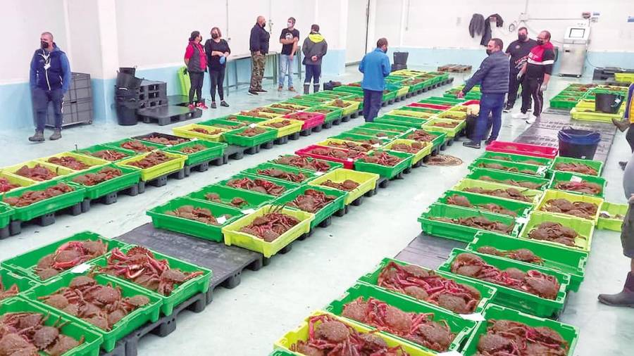 LONJA. Subasta de centollas en la lonja de Ribeira, la que más productos del mar vendió bajo la marca PescadeRías. F: L.R.