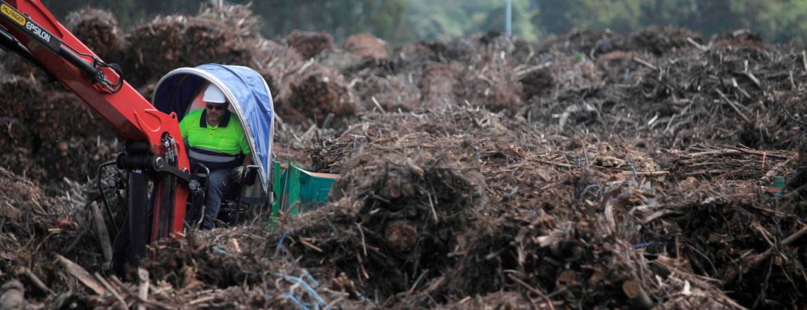 Un hombre descarga restos de corte de eucalipto en la planta de biomasa de Greenalia en Curtis-Teixeiro. Foto: Efe/Cabalar