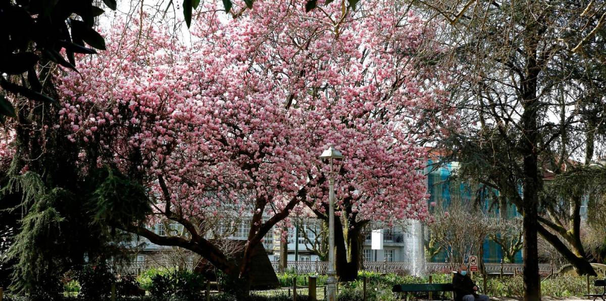 Magnolias en flor, un paisaje para enmarcar