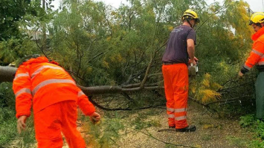 Protección Civil sigue retirando árboles de vías secundarias