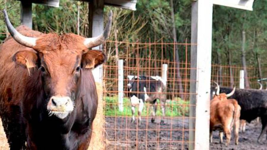 Algunas de las vacas que están siendo criadas en la explotación de la aldea de Trasmonte, en Ames. Foto: F. B. W.