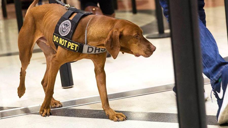 Perros detectores de COVID-19 en aeropuertos de Emiratos Árabes