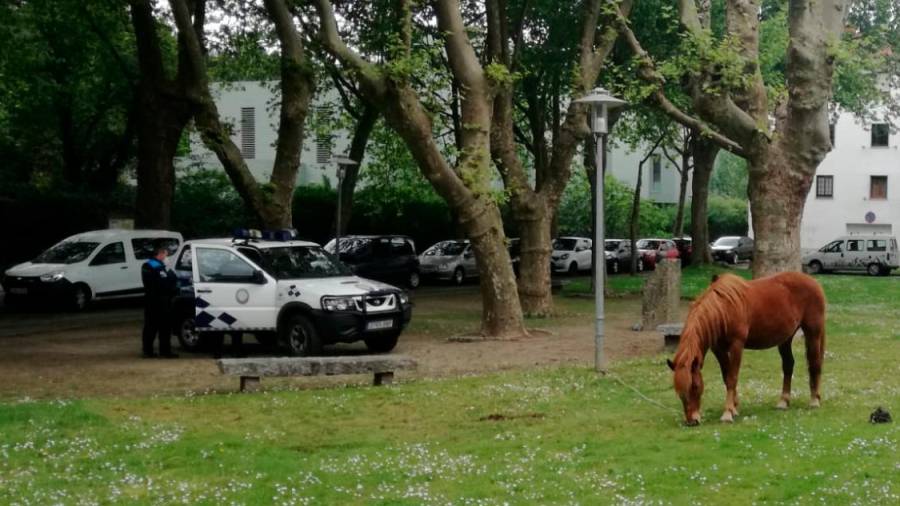 La yegua fue encontrada este mediodía en un parque compostelano. Foto: cedida