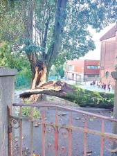 Árbol caído en el colegio público Pío XII, ayer. Foto: ECG