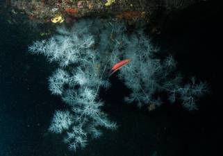 Coral negro / Foto: Carlos Gil