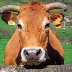Bruxelas recoñece a IXP Vaca Galega-Boi Galego