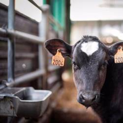ejemplar de vaca. La función principal de este ganado en Galicia es la producción de leche. Foto: Archivo E.P.
