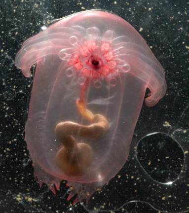 <b>Enypniastes</b>. Es una especie que fue descubierta en el golfo de México a 3.000 m de profundidad. Gracias a la transparencia de su cuerpo se puede observar todo su sistema digestivo, aparato que contiene características similares a los intestinos humanos. (Fuente, declickenclick.com)