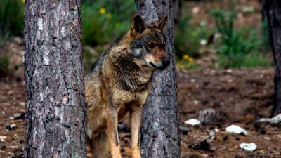UUAA está preocupado ante la falta de ayudas por los ataques del lobo