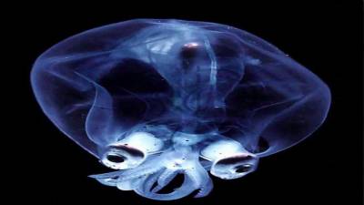 Calamar de cristal. Se encuentran en las profundidades medias del océano, donde podemos observar más de 60 especies diferentes. Su único órgano visible es la glándula digestiva y contiene órganos luminosos en sus tentáculos y ojos gracias a sus órganos fotóforos. (Fuente, youtube.com)