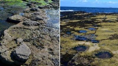 Hallan docenas de extrañas huellas de dinosaurios en la isla escocesa de Skye