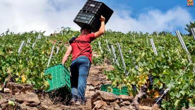 VINO. Un carretador de uvas en una empinada viña de la Ribeira Sacra en la vendimia de este año Foto: RS