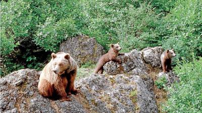La UE ayuda a asentar a los osos pardos en Galicia