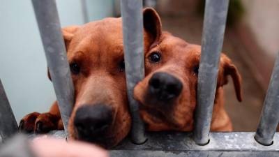 Dos perros abandonados y recogidos por una protectora de animales . Foto: Europa Press