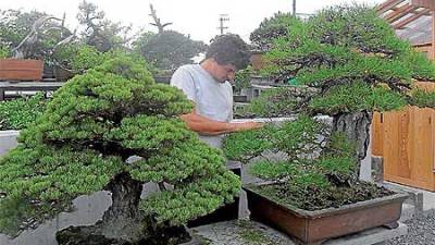 El gallego que dejó todo por aprenderen Japón el milenario arte del bonsái