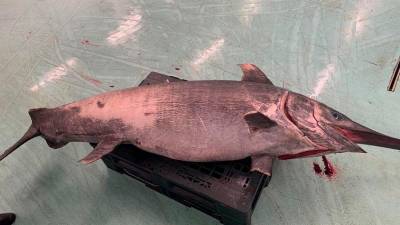 Ejemplar de pez espada de 219 kilos. Foto: Lonxa de Ribeira