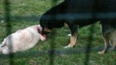 Los perros 'ovejicidas' de Figueiras huyen de nuevo e intimidan al cura