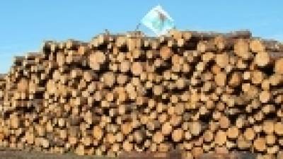 El sector forestal se arriesga a quedarse sin mercados si no certifica su madera
