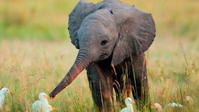 Un elefante bebé curioso intenta averiguar con qué animales se ha encontrado . (Fuente, www.elefanteswiki.com)