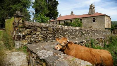 Imaxe de Javier Lalín Valcárcel, que mistura arquitectura e rural: o Pazo de Liñares e unha vaca. Foto: AEB