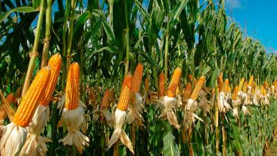 Campo de espigas de millo