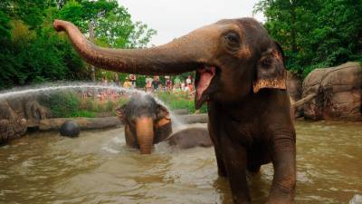 Esta familia de elefantes se refresca en una charca bajo las atentas miradas de los turistas. (Fuente, www.elefanteswiki.com)