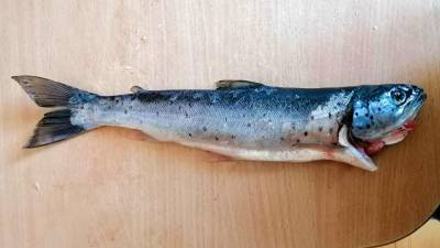 Primer reo de la temporada pescado en el río Porto. Foto: PX