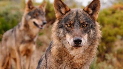 Galicia, Castilla y León, Cantabria y Asturias piden amparo a la UE por la polémica del lobo