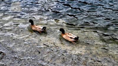 Algunas de las aves acuáticas que hay en la laguna Foto: Galicia P. a P.