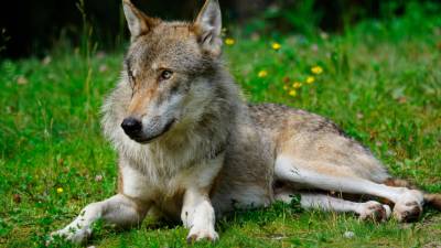 Más de 450 personas del mundo científico, universitario y de ONG dan su apoyo a la protección del lobo en un manifiesto