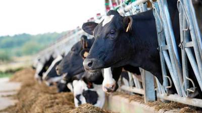 Exemplares de vacas de leite nunha explotación láctea da comarca xalleira. Foto: Campo Galego