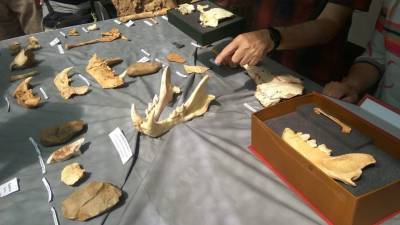 Hallan en Atapuerca los restos craneales de una homínida adolescente de hace más de 300.000 años