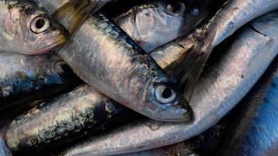 Ejemplares de sabrosas sardinas a la venta en un mercado en gallego Foto: ECG