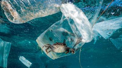 Cangrejo atrapado en un vaso de plástico en el mar en el Pasaje de Isla Verde en Filipinas