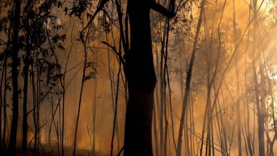TOÉN (OURENSE), 08/08/2020.- Áarboles calcinados en el incendio forestal que permanece activo en el municipio orensano de Toén. EFE/Brais Lorenzo