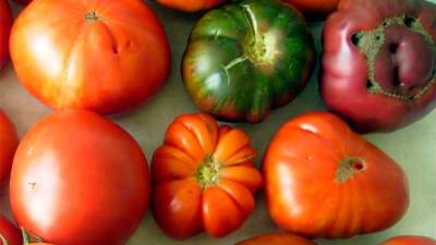Muestra de algunas de las diferentes y sabrosas variedades de tomates autóctonos de Galicia. Foto: M.R.