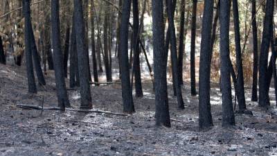 Más del 40% de los incendios en Galicia se inician cuando los medios aéreos no pueden volar