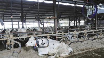 alimento. Vaca lechera, de la raza bovina frisona, en las instalaciones de la granja española. Foto: I. Infantes 