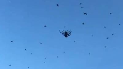 Una espectacular lluvia de arañas sorprende a los habitantes del sudeste de Brasil