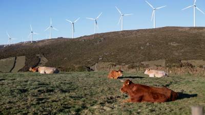 Varias vacas reposan frente a una fila de aerogeneradores en el Parque eólico de O Fiouco, de la Serra do Xistral, en la comarca de Terra Cha, a 22 de febrero de 2022, en Abadín, en Lugo. - Carlos Castro - Europa Press