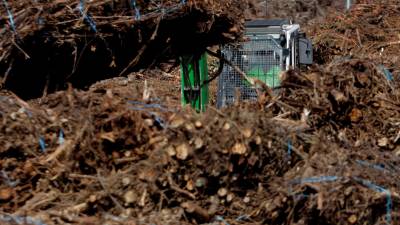 Un hombre descarga restos de corte de eucalipto en la planta de biomasa de Greenalia, que se ha dotado de 30 empacadoras para suministrarle materia prima. Foto: Efe/Cabalar