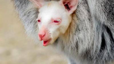 Una madre walabí lleva a un recién nacido de su cuello en el zoológico de Decin, en la República Checa. Los walabíes albinos son extremadamente raros, según la BBC. Autor, David w. Cerny. (Fuente, www.businessinsider.es)